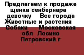 Предлагаем к продаже щенка сенбернара - девочку. - Все города Животные и растения » Собаки   . Московская обл.,Лосино-Петровский г.